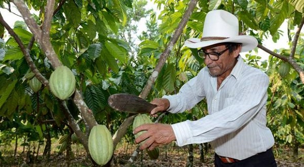 cacao-incrementara-produccion