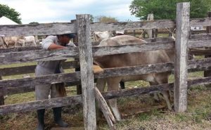 Capacita SDR para incrementar reproducción de ganado bovino en Campeche