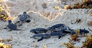 Llegan más Tortugas a la Isla de Cozumel