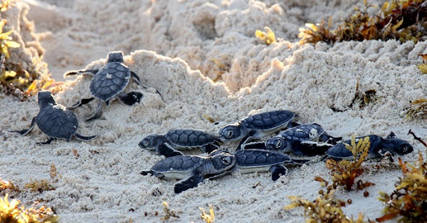 cozumel-llegan-mas-tortugas