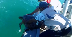 PROFEPA reintegra a su hábitat a Tortuga Marina en Baja California