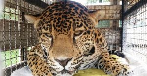 Recaptura PROFEPA felino reportado suelto en la ciudad de León, Guanajuato