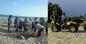 Protege PROFEPA más de 382 mil nidos de Tortuga marina, durante siete arribadas en playas de Oaxaca