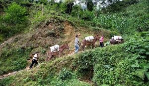 Compra DICONSA 167 mil toneladas de frijol a productores nacionales