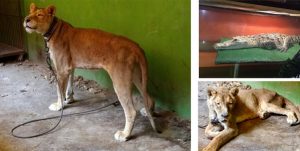 Asegura PROFEPA un León Africano y tres animales silvestres en un domicilio de Ecatepec