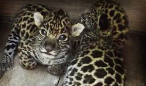Rescatan a dos crías de jaguar en Calakmul