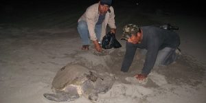 Reubica PROFEPA mil 790 huevos de Tortugas Golfina en Tonalá, Chiapas