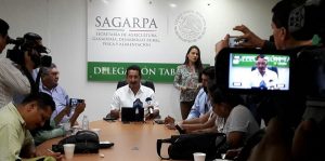 Afectan 15 plagas 22 mil hectareas de cultivos en Tabasco: SAGARPA