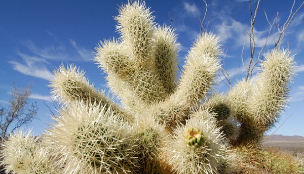 dia-del-cactus