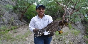Libera PROFEPA en su hábitat ejemplar de Halcón selvático de collar, en Colima