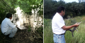 Libera PFOREPA dos cocodrilos Moreletii y garza verde en Reserva de la Biosfera “Los Petenes” en Campeche