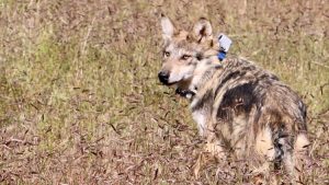 El regreso del Lobo mexicano