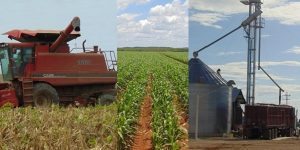 Compañía Agrícola Valle Sur, reporta que cosechara 2 mil 500 toneladas de maíz en 2016