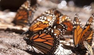 Celebra la Reserva de la Biosfera Mariposa Monarca 16 aniversario