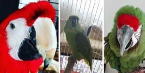 Asegura PROFEPA en Querétaro aves en peligro de extinción