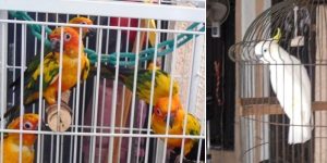Asegura PROFEPA 53 aves exóticas en centro de acopio clandestino en Mérida, Yucatán