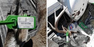 Efectuara PROFEPA operativo en temporada de caza de venado cola blanca en Nuevo León