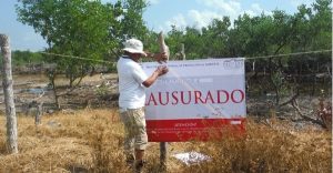 Clausura PROFEPA predio por remoción de mangle en Yum Balam Holbox, Quintana Roo