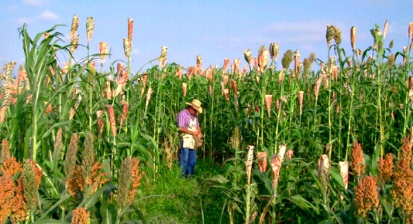 cultivo-de-sorgo