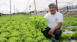 La lechuga, cosecha con éxito