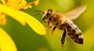 La inseminación de abejas ayuda a preservar la especie