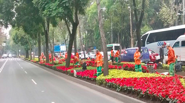 Se embellece Paseo de la Reforma con 200 mil plantas de nochebuena