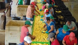 En el ranking nacional, Yucatán en la producción de hortalizas de Pepino, Berenjena y Calabaza