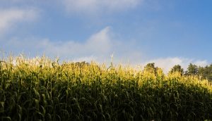 Aumenta producción de maíz 12.7 por ciento en cuatro años