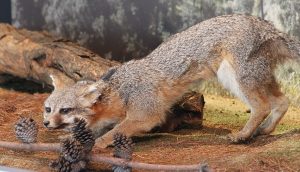 Invita SEDEMA a conocer a la especie de zorra gris, pieza del mes en el Museo de Historia Natural