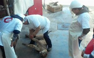 Investiga PROFEPA la muerte de un Puma denunciada en Monclova, Coahuila