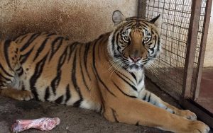 Inspecciona PROFEPA zoológico de León, Guanajuato y garantiza cumplimiento de la Ley
