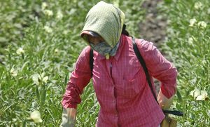 El programa de apoyo a Jornaleros Agrícolas duplicó el monto del apoyo durante el 2016