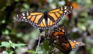 Visita los santuarios de la mariposa Monarca en Michoacán y Estado de México