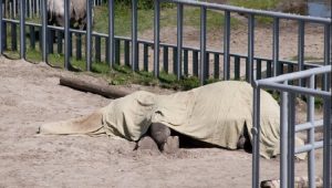 Investiga PROFEPA muerte de Elefante Benny en Parque Ehecatl