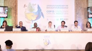 Reconoce ONU liderazgo de México en protección de áreas marinas