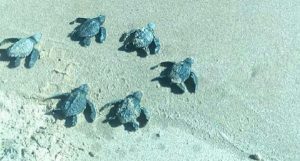 Protegen PROFEPA y SEMAR eclosión de 120 Tortugas Marinas en Baja california