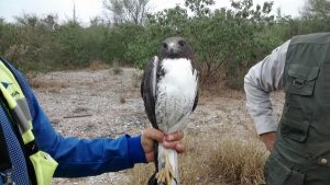Reintegra PROFEPA a ejemplares de fauna silvestre a sui hábitat en Higueras, Nuevo León