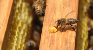 La apicultura, una crianza real