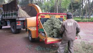 Inicia campaña de reciclaje de árboles navideños en CDMX