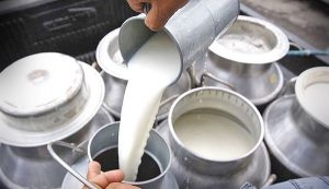 La falta de organización de los lecheros en Campeche, frena a productores: LICONSA