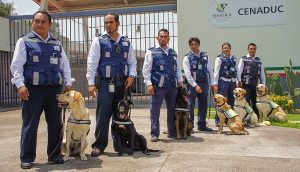 Protegen caninos del SENASICA patrimonio agroalimentario nacional