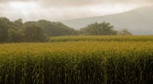 Fortalece México autosuficiencia en la producción de maíz blanco