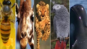 Las 5 especies en peligro de extinción este 2017