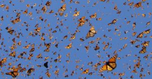 Admira la Mariposa Monarca en Michoacán y el Estado de México