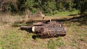 Presenta PROFEPA ante MPF a 7 personas por tala ilegal en predio forestal de Pátzcuaro, Michoacán