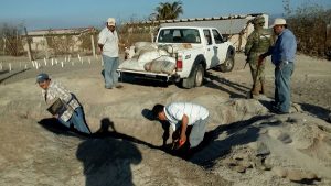 Rescata PROFEPA 22 mil huevos de Tortuga Golfina en la Playa Morro Ayuta, Oaxaca