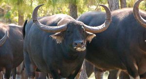 El búfalo, animal por triple partida