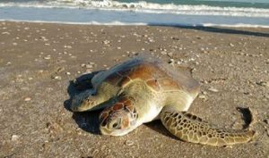 Reintegra PROFEPA a su hábitat ejemplar de tortuga verde en playa “La pesca”, en Tamaulipas