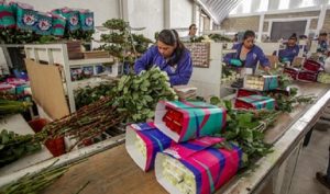 Producción de rosas garantiza abasto en día de San Valentín