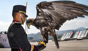 Realiza PROFFEPA y SEDENA centro nacional de control y protección del Águila real